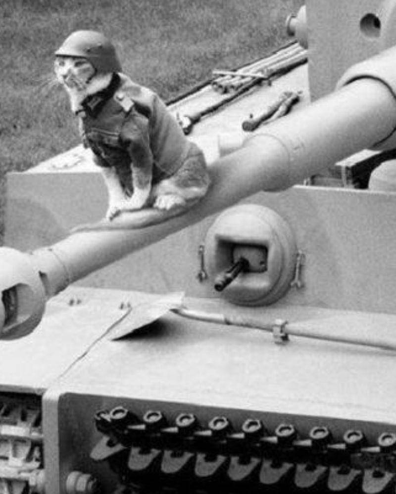 reddit.com/peacockspeacock